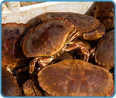 Cromer crabs